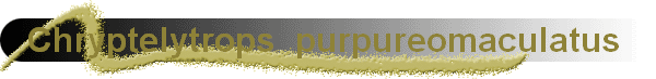 Chryptelytrops  purpureomaculatus   