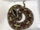 Bitis nasicornis