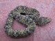 Trimeresurus puniceus