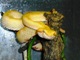 Bothriechis schlegelii