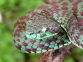 Chryptelytrops venustus
