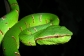 Tropidolaemus subannulatus